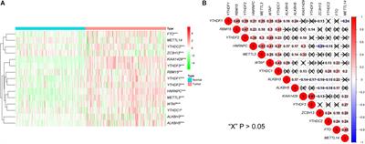 RNA N6-Methyladenosine-Related Gene Contribute to Clinical Prognostic Impact on Patients With Liver Cancer